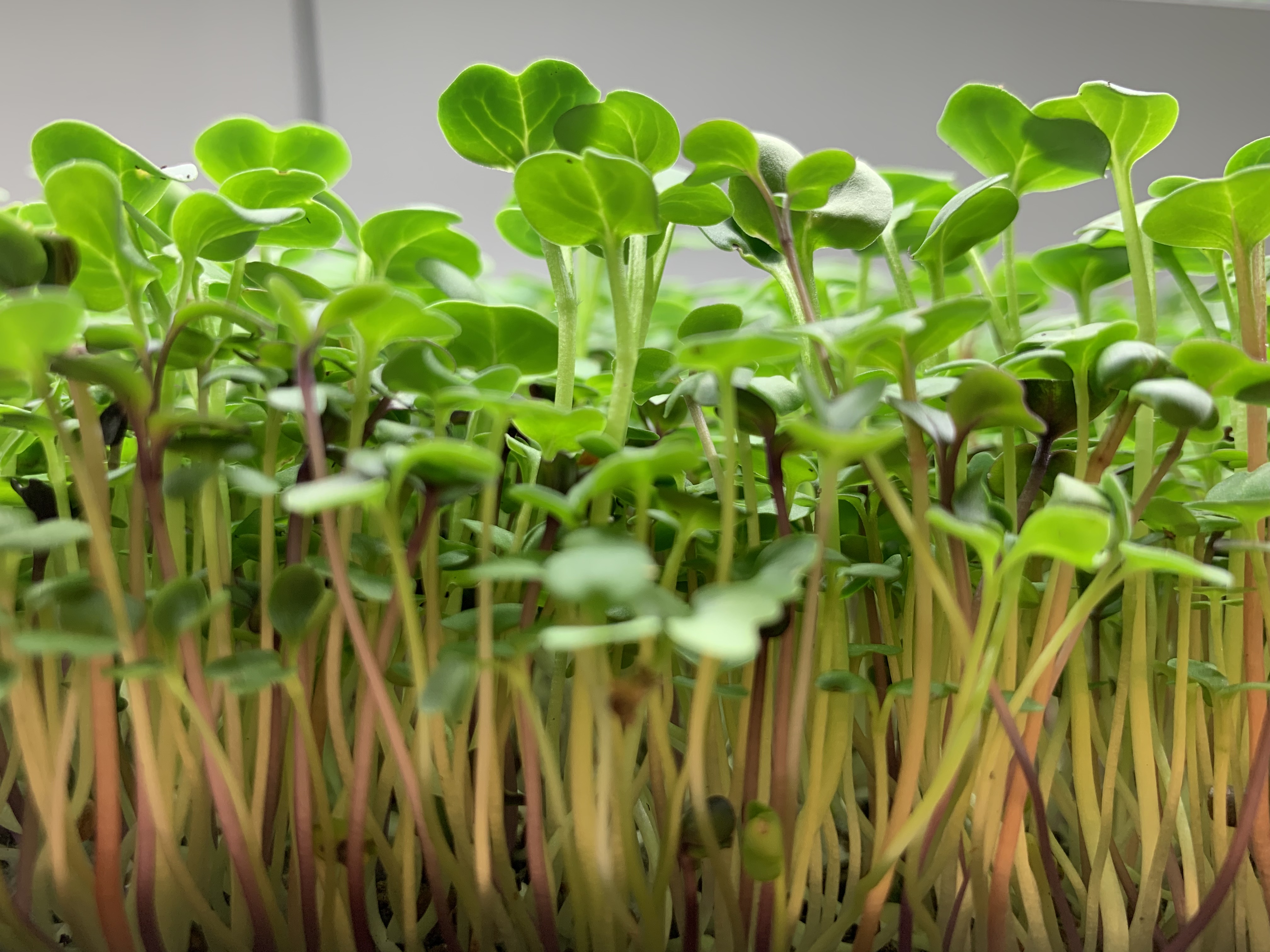 Micro Greens Plant Trees